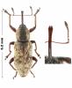 Thryogenes festucae
